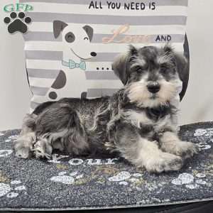 Kurt, Miniature Schnauzer Puppy