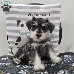 Kurt, Miniature Schnauzer Puppy