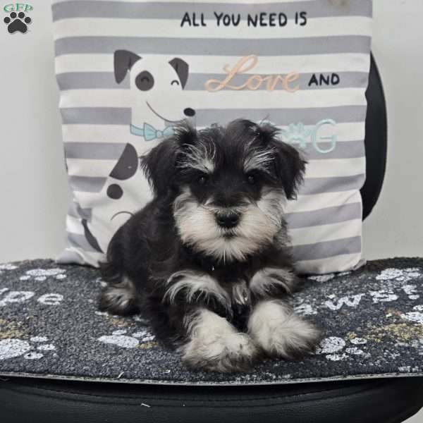 Kim, Miniature Schnauzer Puppy