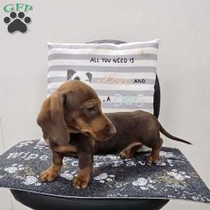 Davy, Dachshund Puppy