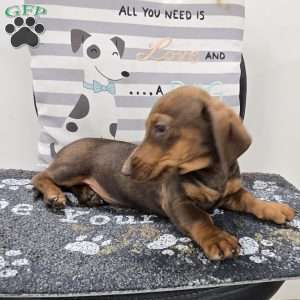 Davy, Dachshund Puppy