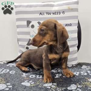 Davy, Dachshund Puppy