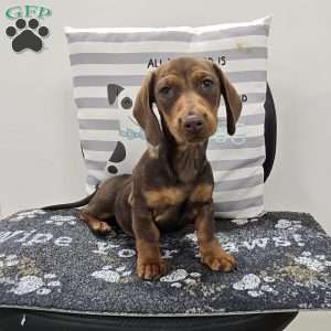Davy, Dachshund Puppy