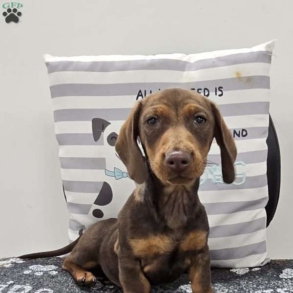 Davy, Dachshund Puppy