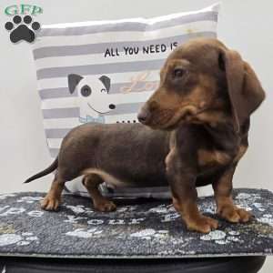 Davy, Dachshund Puppy