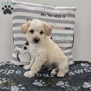 Dewey, Mini Schnoodle Puppy