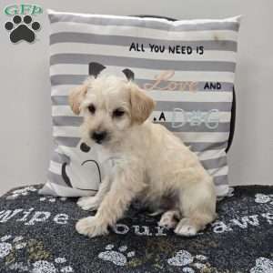 Dewey, Mini Schnoodle Puppy