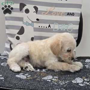 Dewey, Mini Schnoodle Puppy