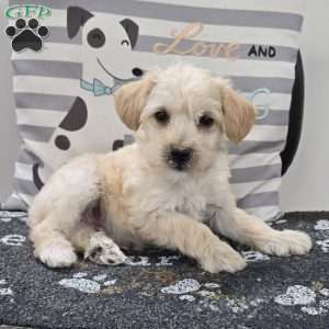 Dewey, Mini Schnoodle Puppy