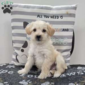 Dewey, Mini Schnoodle Puppy