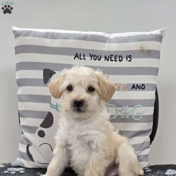 Dewey, Mini Schnoodle Puppy