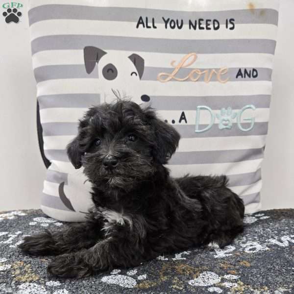 Dixie, Mini Schnoodle Puppy