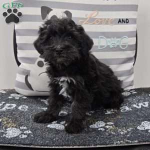 Dixie, Mini Schnoodle Puppy