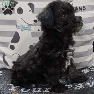 Dixie, Mini Schnoodle Puppy