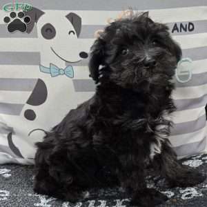 Dixie, Mini Schnoodle Puppy