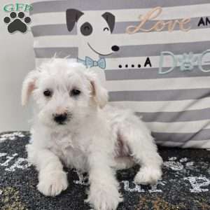 Daisy, Mini Schnoodle Puppy