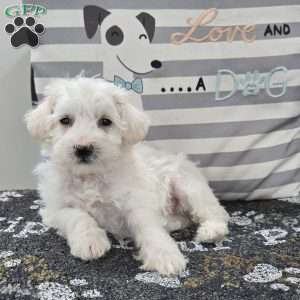 Daisy, Mini Schnoodle Puppy