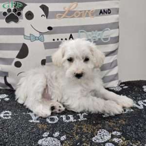 Daisy, Mini Schnoodle Puppy