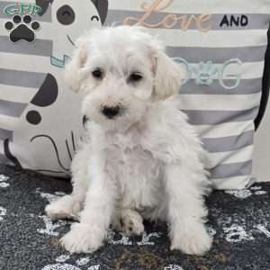 Daisy, Mini Schnoodle Puppy