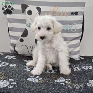 Daisy, Mini Schnoodle Puppy