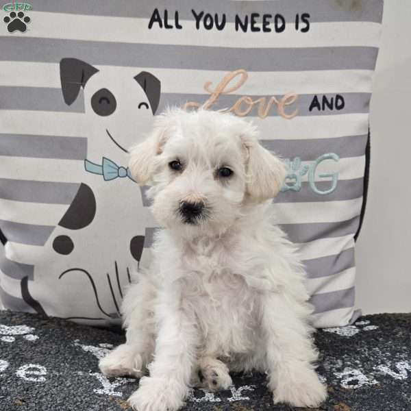 Daisy, Mini Schnoodle Puppy