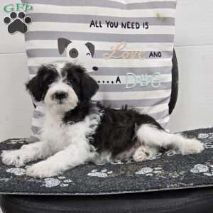 Dusty, Mini Schnoodle Puppy