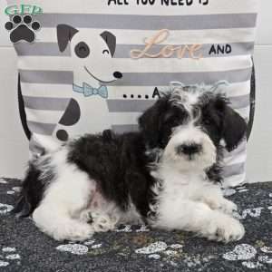 Dusty, Mini Schnoodle Puppy