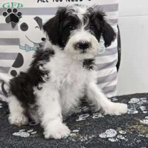 Dusty, Mini Schnoodle Puppy