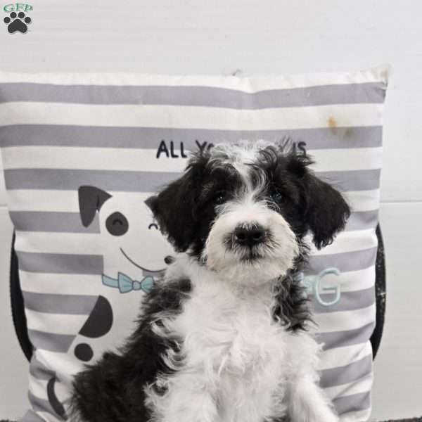 Dusty, Mini Schnoodle Puppy