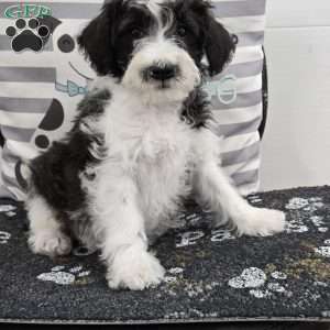 Dusty, Mini Schnoodle Puppy