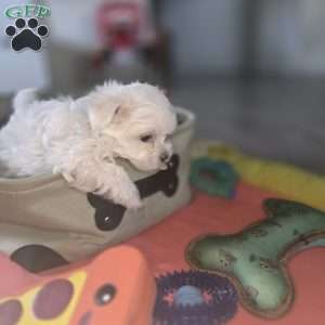Biscuit, Maltese Puppy