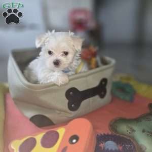 Biscuit, Maltese Puppy
