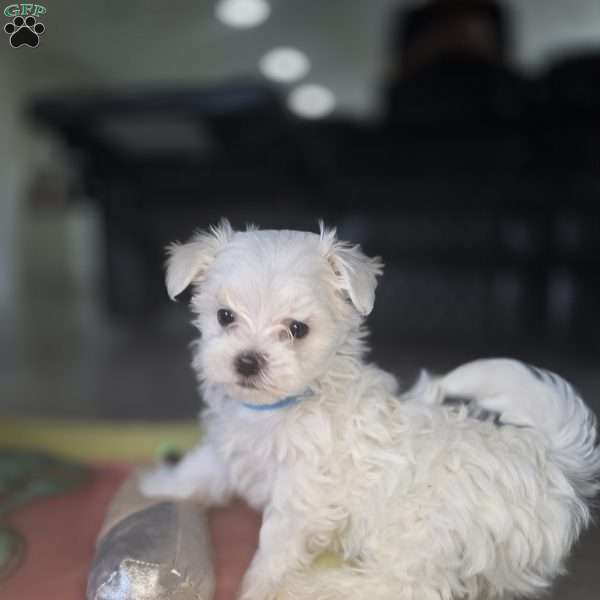 Biscuit, Maltese Puppy