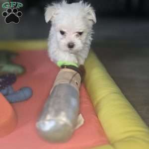 Biscuit, Maltese Puppy