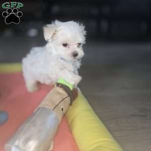 Biscuit, Maltese Puppy