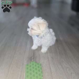 Biscuit, Maltese Puppy