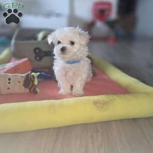 Biscuit, Maltese Puppy