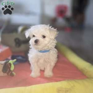 Biscuit, Maltese Puppy