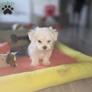 Biscuit, Maltese Puppy