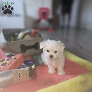 Biscuit, Maltese Puppy