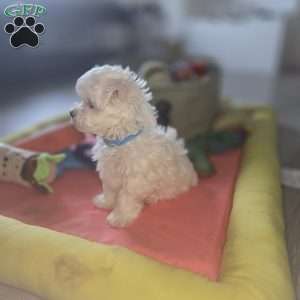 Biscuit, Maltese Puppy