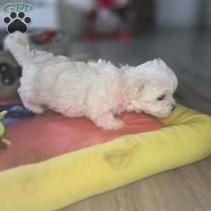 Nova, Maltese Puppy