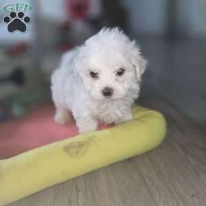 Nova, Maltese Puppy