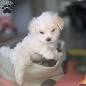 Nova, Maltese Puppy