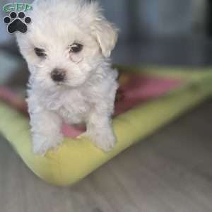 Nova, Maltese Puppy
