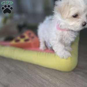 Nova, Maltese Puppy