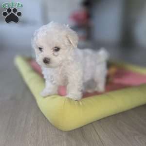 Nova, Maltese Puppy