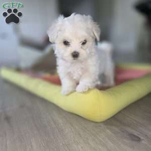 Nova, Maltese Puppy