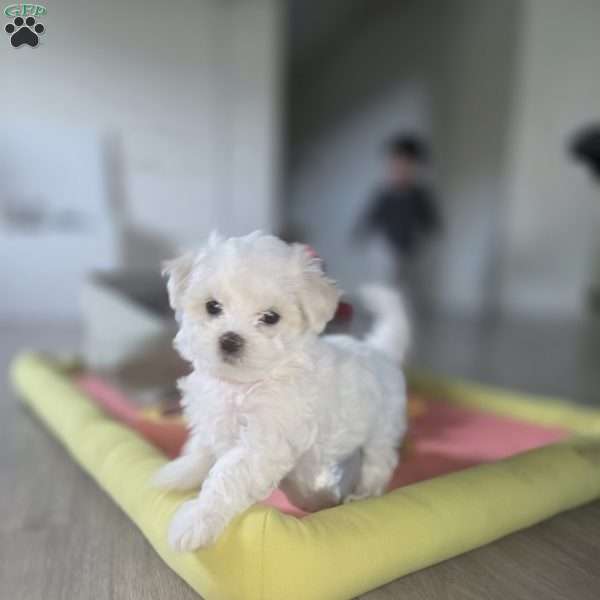 Nova, Maltese Puppy