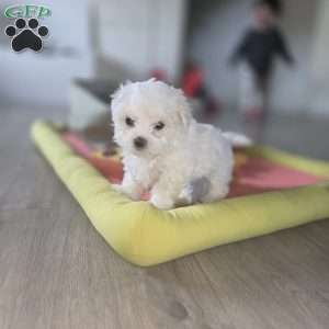 Nova, Maltese Puppy